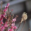 野鳥日誌：アオジと梅