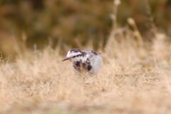 野鳥日誌：ハクセキレイ
