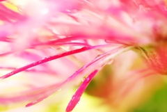 pink＆white