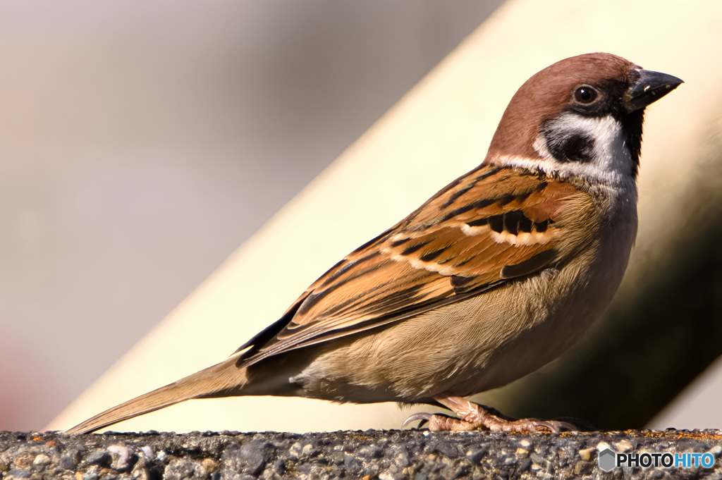 塀の上のﾁｭﾝ