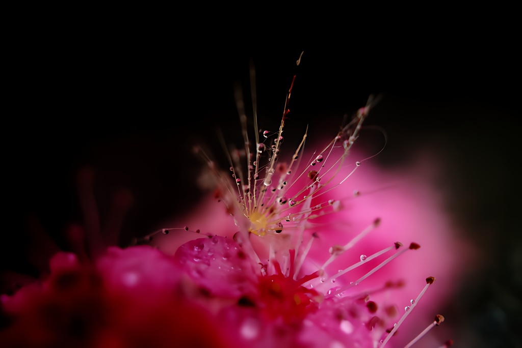 霜と華と…