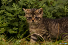 子猫さん 子猫さん