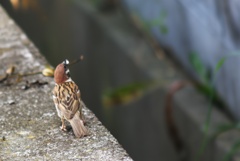 スさん。