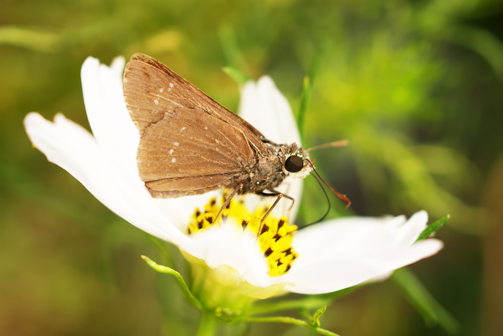 白い秋に留まる花