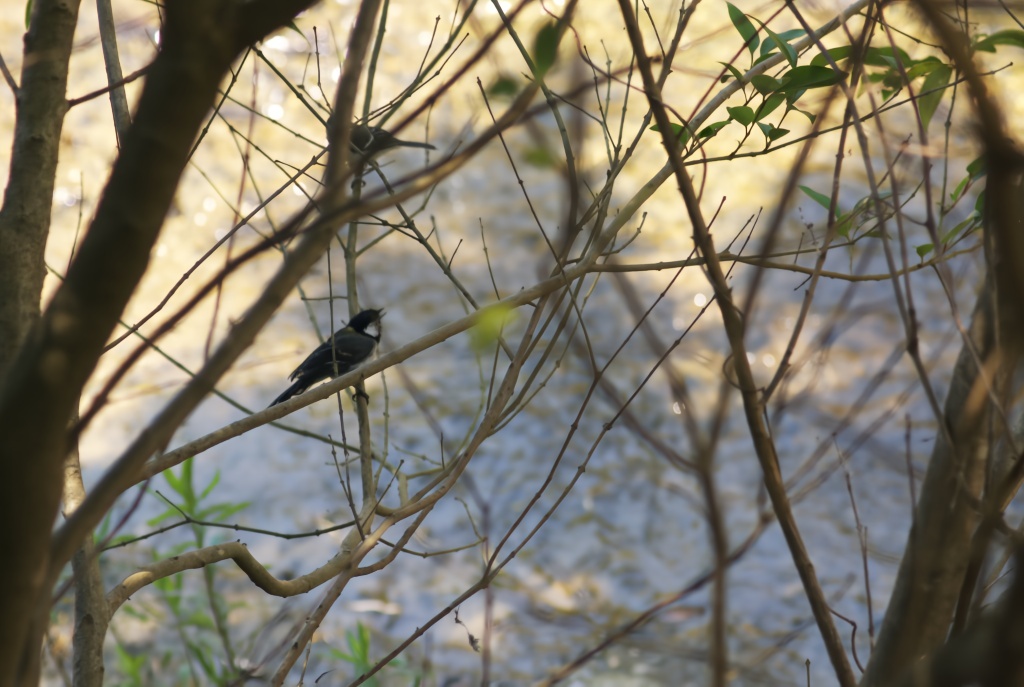 鳥たちの朝