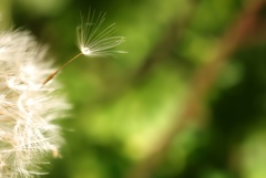 fairy wind.