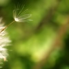 fairy wind.