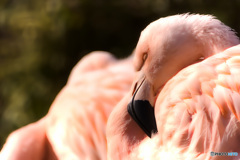 おやすみフラミンゴ