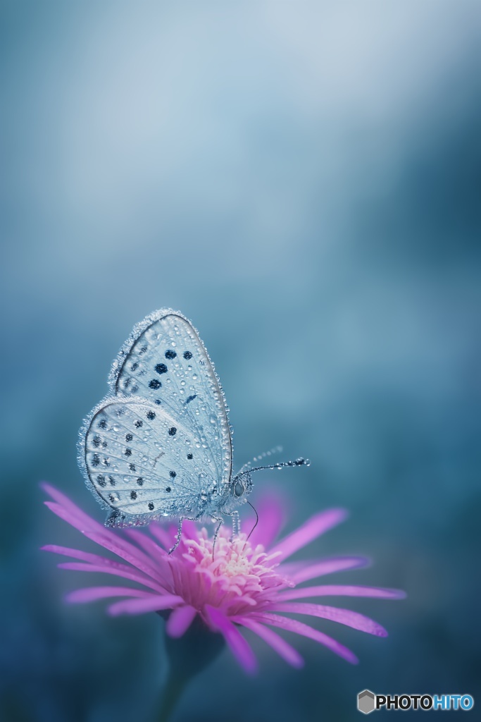 Bloom of Another Sky