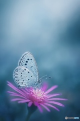 Bloom of Another Sky