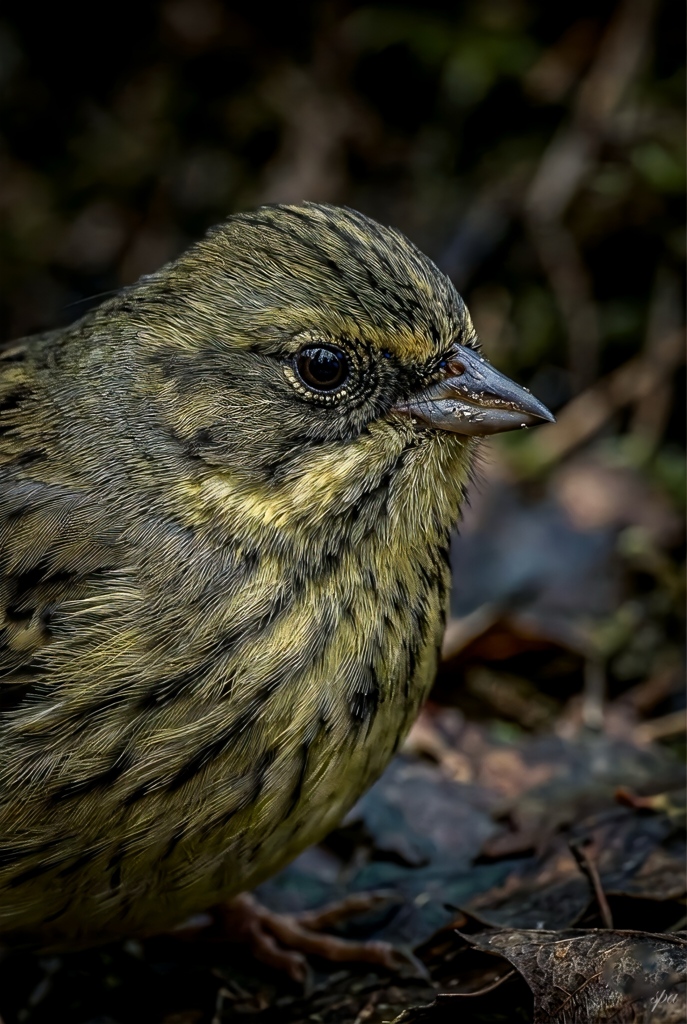 Colors of Resilience