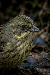 Colors of Resilience