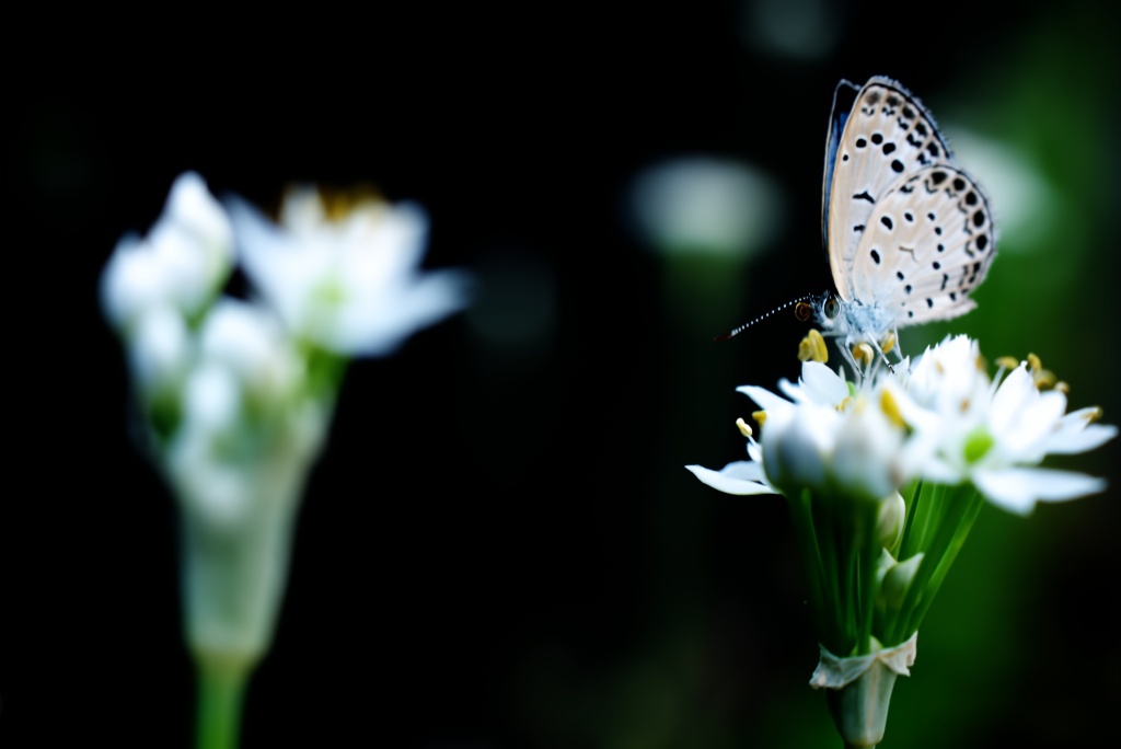 隣の芝は。