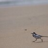 浜歩き