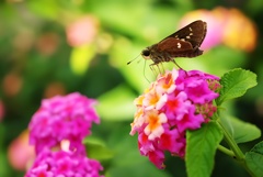 ランタナの花❀