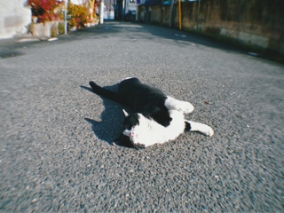 猫のいる路地