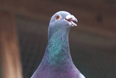 野鳥日誌：ドバト2
