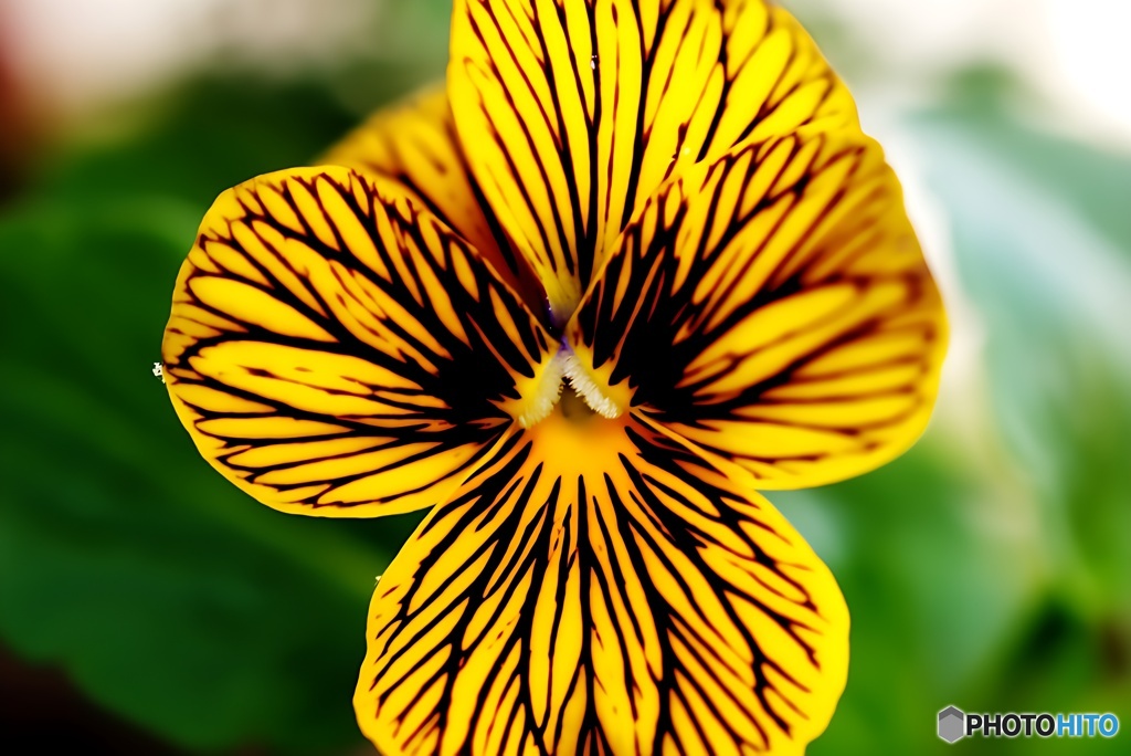 大阪のパンジー