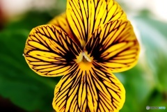 大阪のパンジー