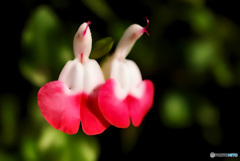 優しさのカタチ