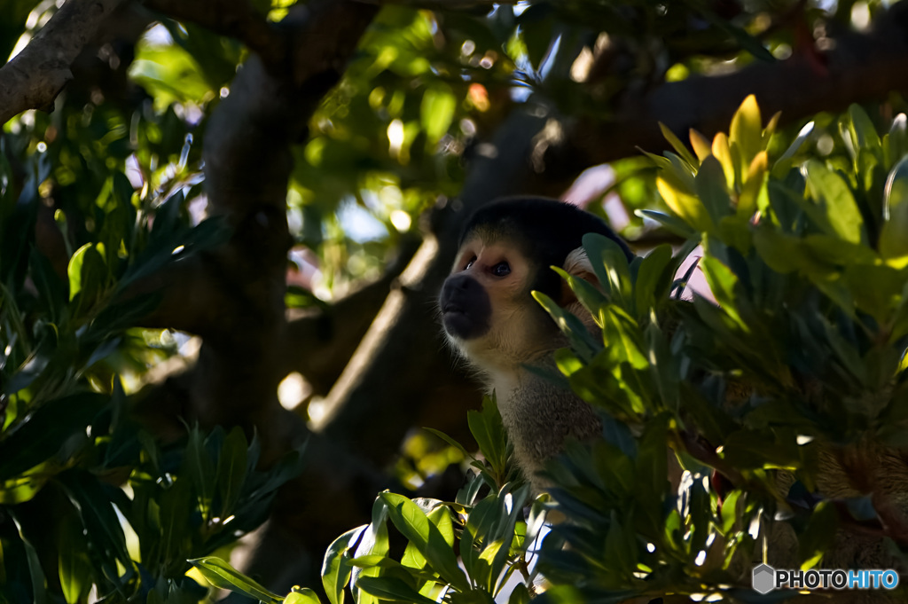 ボリビアリスザル