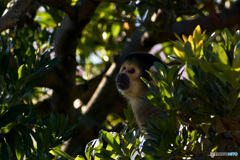 ボリビアリスザル