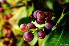 実りの秋 シャリンバイの実 実りの秋 シャリンバイの実