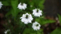 路傍の美しき花