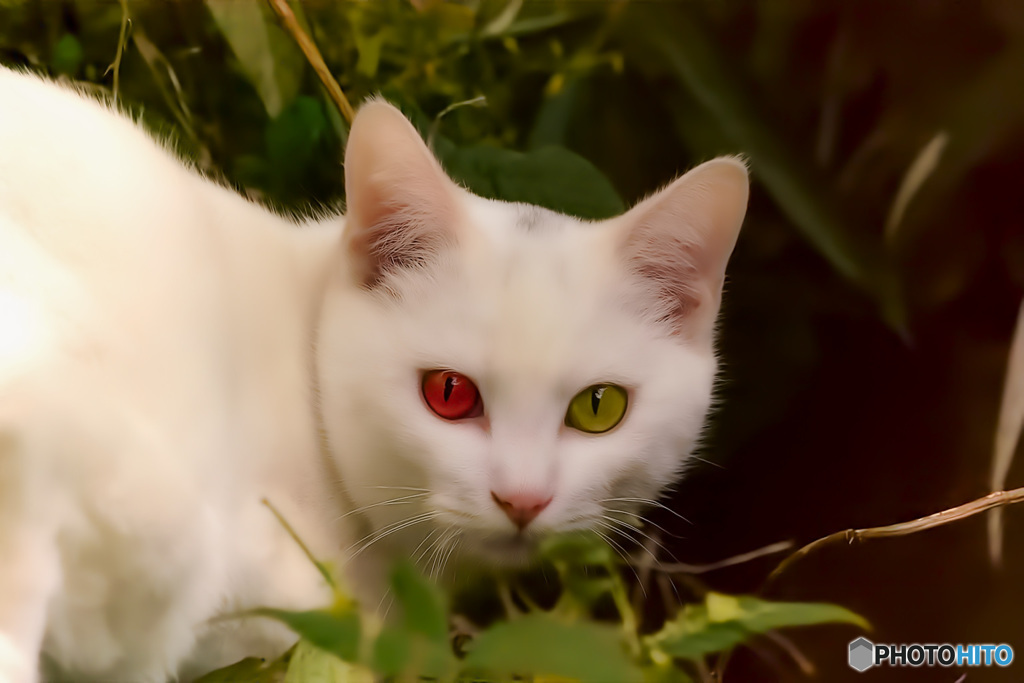 オッドアイ・キャット