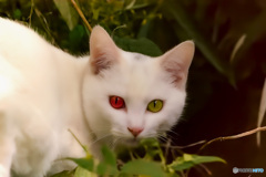 オッドアイ・キャット