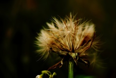 nostalgic wind