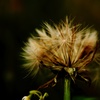nostalgic wind