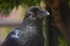 野鳥日誌：カラス