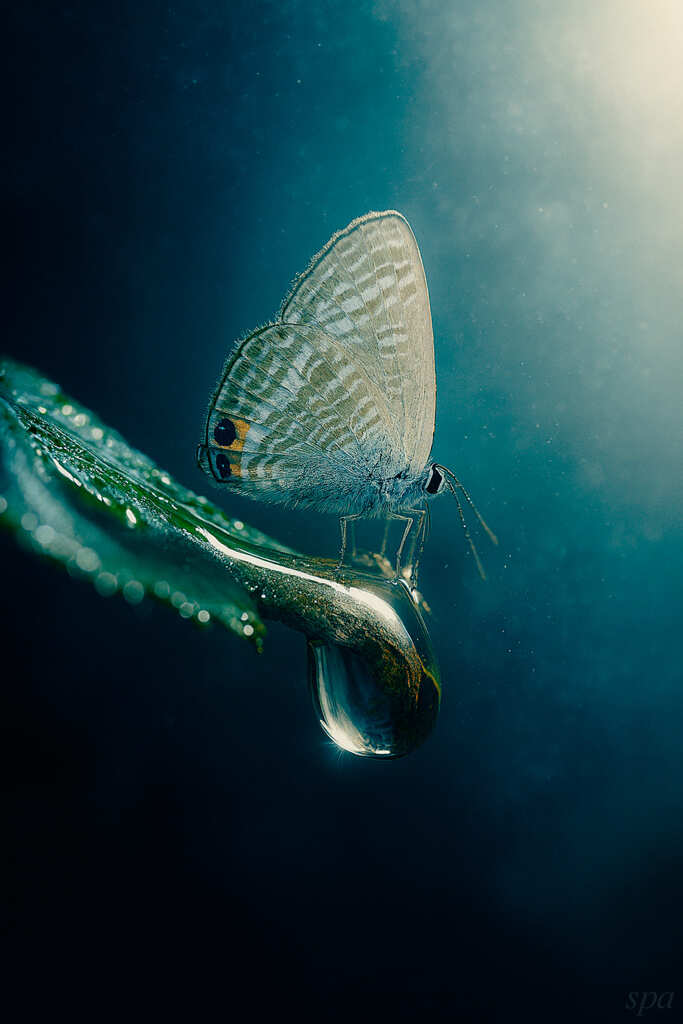 薄明(はくめい)