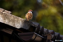 晩秋の屋根の上