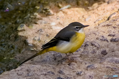 キセキレイ キセキレイ