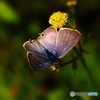 背中はブルーのウラナミシジミ