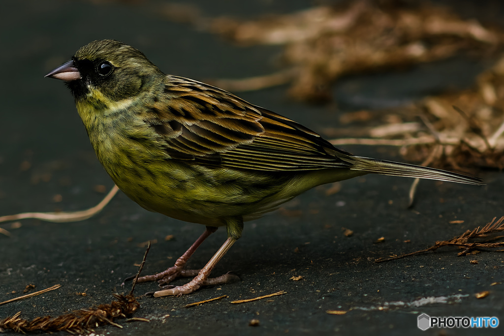 待ち人は羽音の向こう