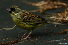 待ち人は羽音の向こう