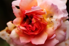 薔薇