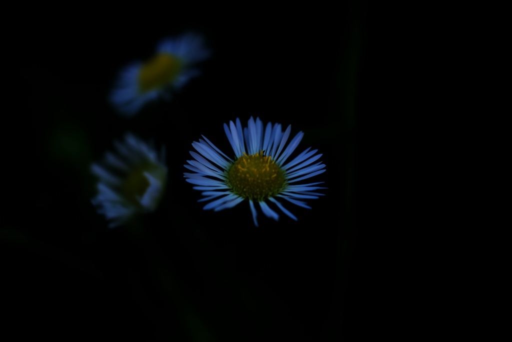 草陰の姫。