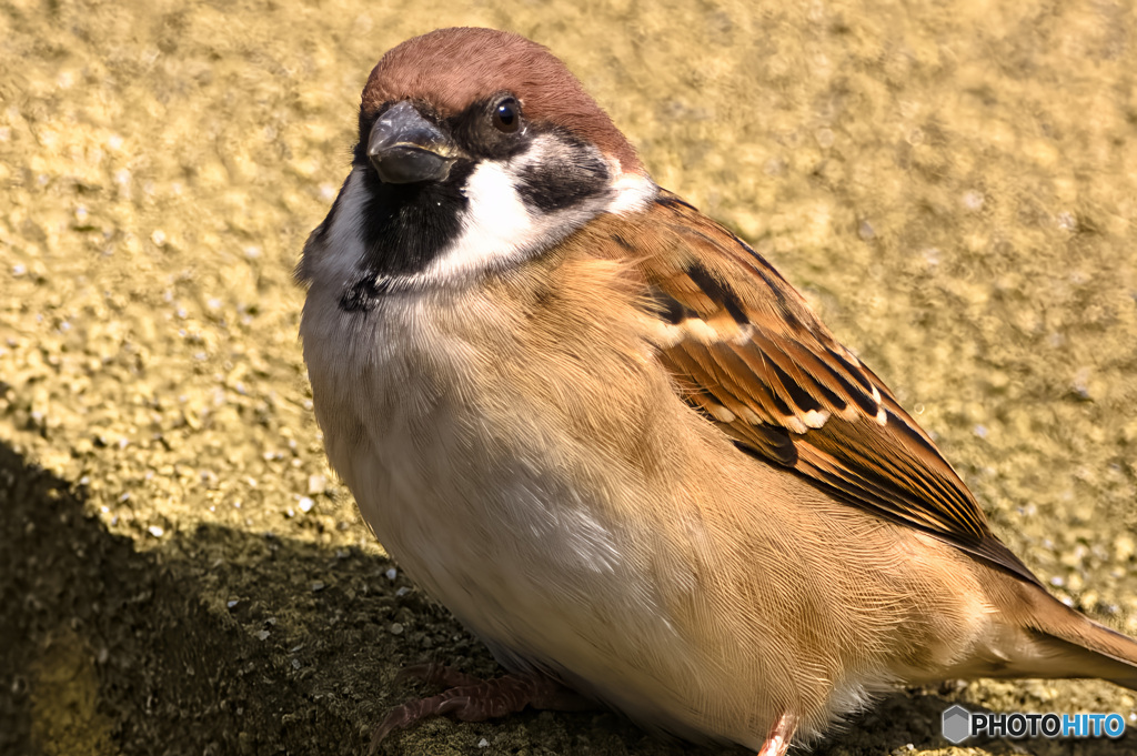 動物園のすずめ