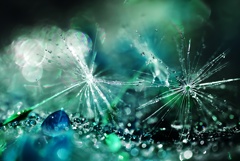 blue tears.