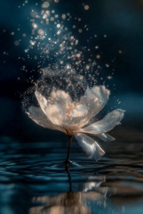 ✨Light itself is the flower✨