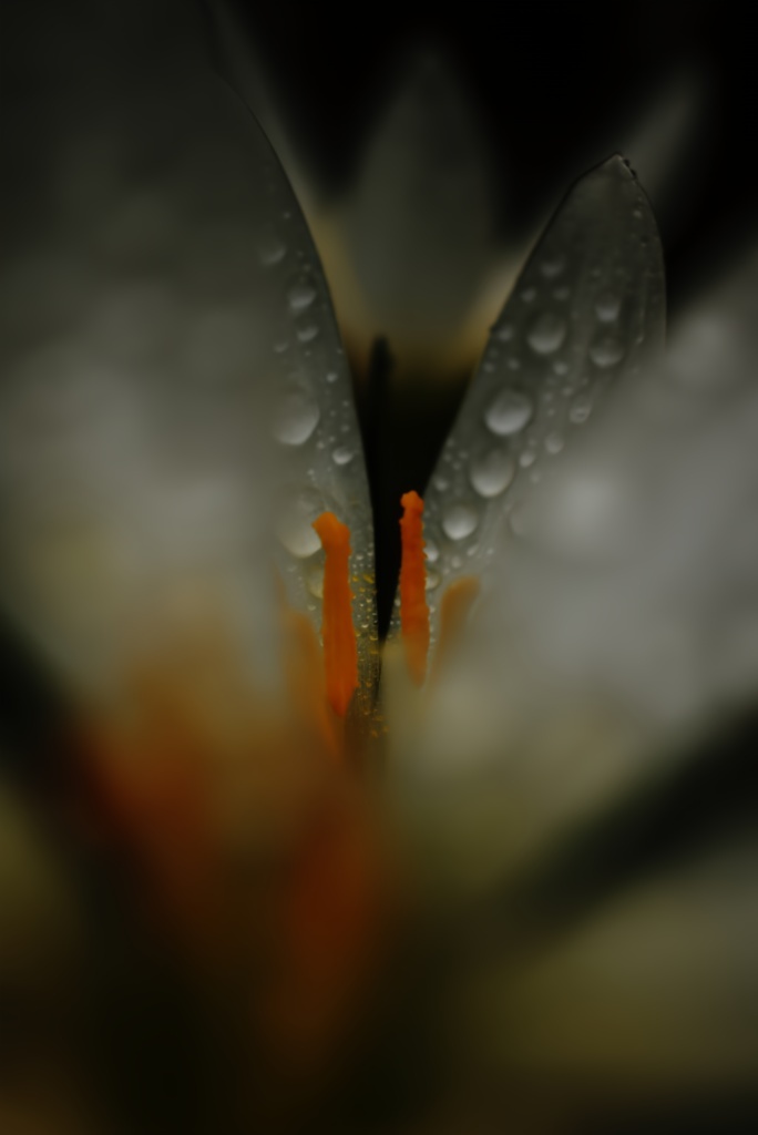 玉簾の列