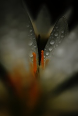 玉簾の列