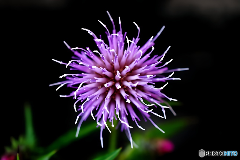 野に咲く紫の花火