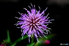 野に咲く紫の花火 野に咲く紫の花火