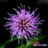 野に咲く紫の花火