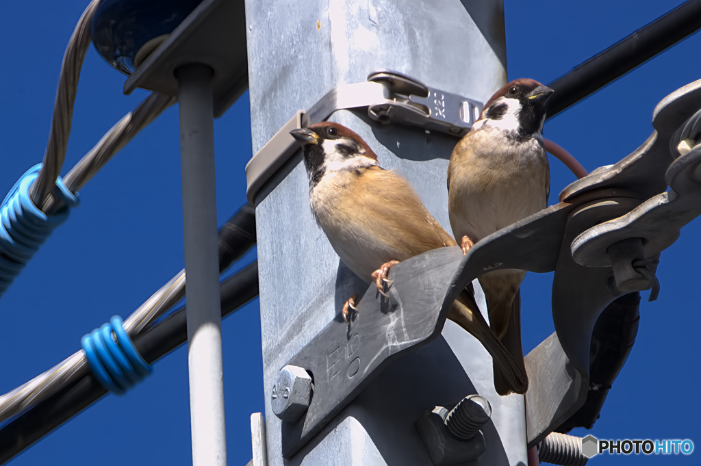 電柱の二羽の雀
